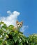 Red and White Domestic Cat, Kitten perched in Tree