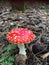 Red white dotted toadstool