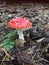 Red white dotted toadstool