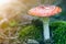 Red white-dotted toxic poisonous fly agaric mushroom, toadstool or Amanita muscaria growing in grass on bright sunny background