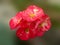 Red white Euphorbia