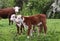 Red with white faces Herford calves with cow in back