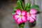 Red and White Five-Petaled Plumeria Flower