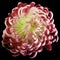 Red-white flower chrysanthemum. Motley garden flower. black isolated background with clipping path no shadows. Closeup.