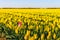 Red-white flowering tulip bloom on the edge of a large flower be