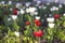 Red and white flowering tulips. Sunny spring day