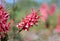 Red and white flowers of the Australian native Grevillea georgeana, family Proteaceae