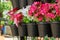 Red and white flowers in black plastic flowerpots.