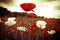 Red and white flowers in field under illuminated sky