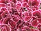 Red and white flowers of regal pelargonium, wallpaper or background