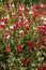 Red and white flowers of Salvia hot lips