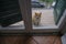 Red and white fluffy cat standing mewing behind the door of the apartment and asking to come in. Domestic pets