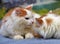 Red and white fluffy longhair cat