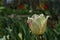 Red and white fluffy petals tulip with green leaves