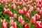 Red and white fringed tulips Canasta bloom in a garden in May 2022