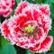 Red and white fuzzy tulip macro close-up