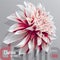 Red-white garden dahlia