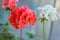 Red and white geraniums bloom beautifully