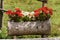 Red and white geraniums flowers in a tree trunk