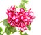 Red with white geraniums ornamental flower, Pelargonium isolated
