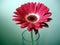 Red-White Gerbera Flower in a Glass on Green Background