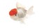 Red and White Goldfish