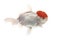 Red and White Goldfish