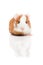 Red and white guinea pig on white background