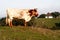 Red and white halter cow grazing in the pasture of Extremadura at sunset with shepherds