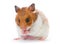 Red and white hamster