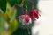 Red and white hanging fuchsia flowers