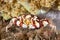 Red and White Harlequin Crab