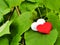 Red and white heart on the green leaves of a birch