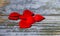 Red and white hearts on textured wooden background closeup