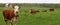 Red and white Hereford cow in field with calves and cows