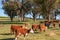 Red and white hereford cows walking on paddock