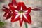 Red and White Hippeastrum