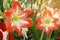 Red White Hippeastrum, Amaryllis Flowers in the Garden