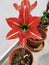 Red and White Hippeastrum flower close-up