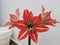 Red and White Hippeastrum flower close-up