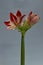Red-white hippeastrum flower isolate on a light gray background, greeting card or concept
