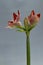 Red-white hippeastrum flower isolate on a light gray background, greeting card or concept