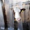 Red and white holstein cow plays peek a boo throug plastic flaps inside dutch farm