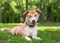 A red and white Husky mixed breed dog relaxing