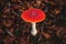 Red and white iconic fly agaric mushroom