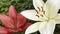 Red and white lily