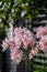 Red and white mixed colored lycoris flowers blooming by the roadside.