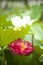 Red white nelumbo nucifera gaertn lotus