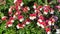 Red and white Nemesia flowers in the garden, background.