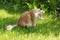 Red and white norwegian forest cat cleaning itself